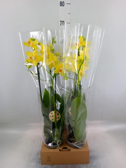 <h4>Phalaenopsis   ...</h4>