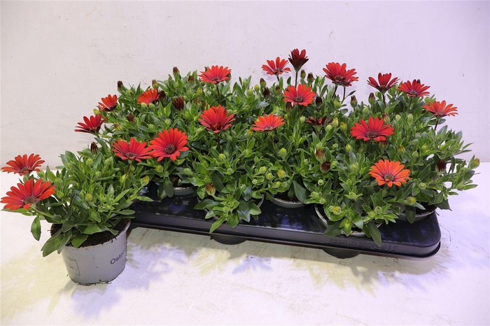 <h4>Osteo Fp Red</h4>