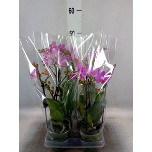 Phalaenopsis multi. 'Pink Flamingo'