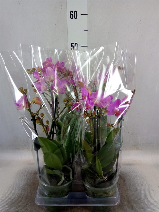 <h4>Phalaenopsis multi. 'Pink Flamingo'</h4>