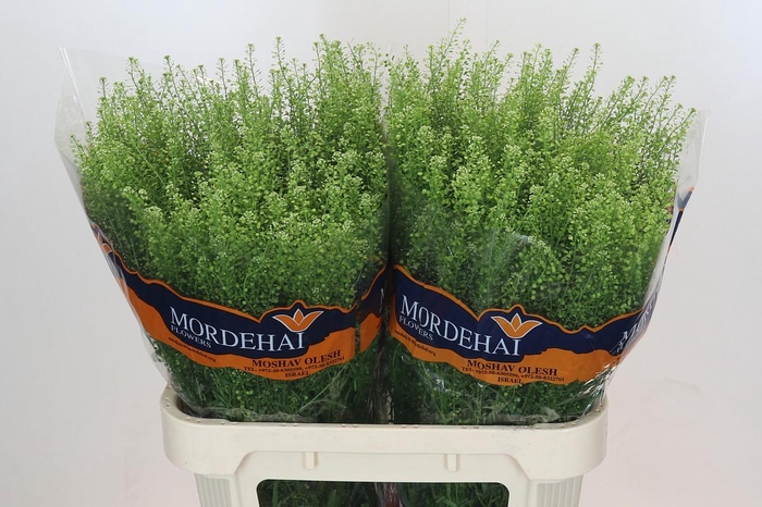 <h4>Lepidium Green Bell</h4>