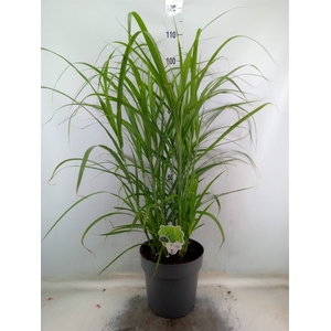 Miscanthus sin. 'Zebrinus'