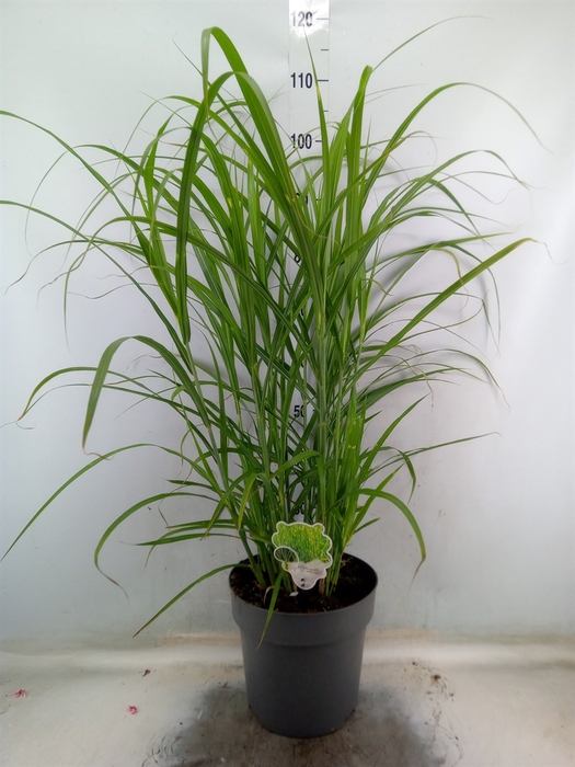 <h4>Miscanthus sin. 'Zebrinus'</h4>