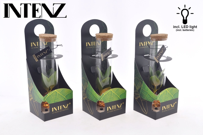 Clusia rosea Princess