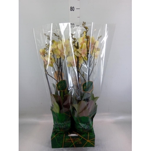 Phalaenopsis   ...