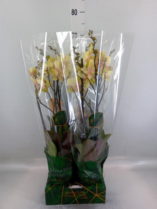 <h4>Phalaenopsis   ...</h4>
