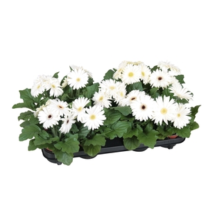 Gerbera belicht 2+12cm excellent wit