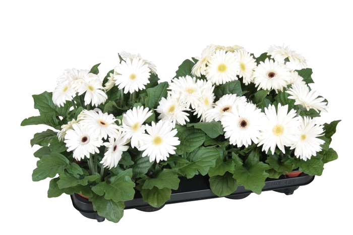 <h4>Gerbera belicht 2+12cm excellent wit</h4>