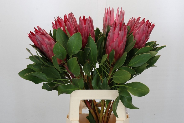 <h4>Protea Cynaroides Madiba</h4>