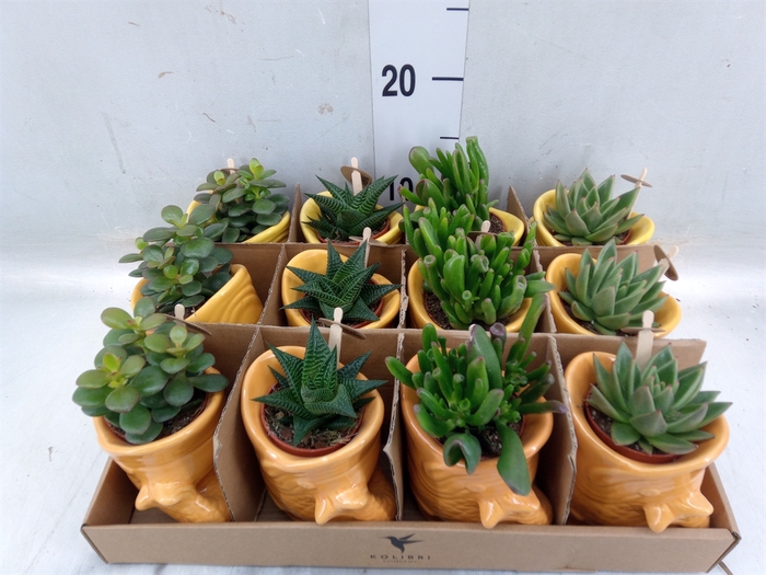 <h4>Succulents   ...mix 3</h4>