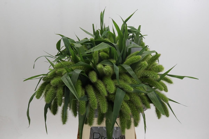 <h4>Setaria Italica Volle Melk</h4>