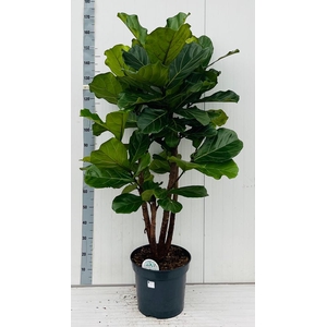 FICUS LYRATA