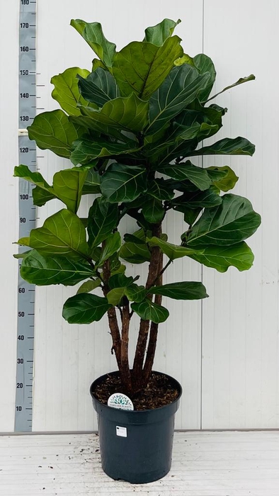 <h4>FICUS LYRATA</h4>