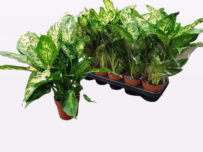 <h4>DIEFF COMPACTA</h4>