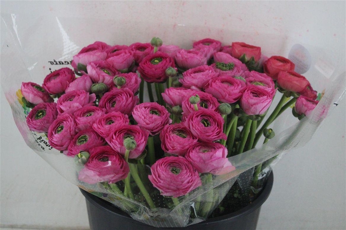 <h4>Ran Cloni Sup Laser</h4>