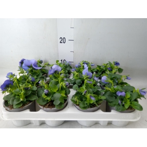 Viola wr. 'Flair Light Blue'