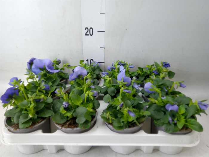 <h4>Viola wr. 'Flair Light Blue'</h4>