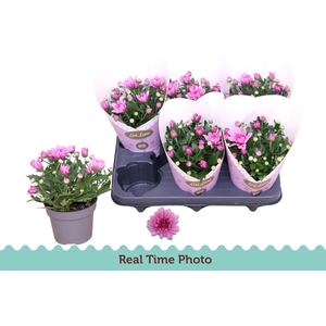 CHRYS MOUNT AUBISQUE