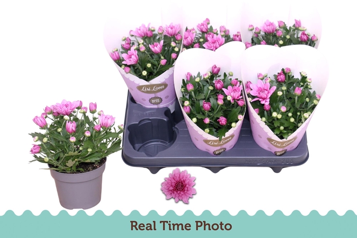 <h4>CHRYS MOUNT AUBISQUE</h4>