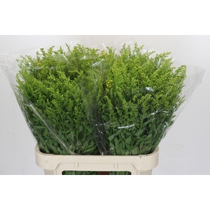 Solidago Golden Glory