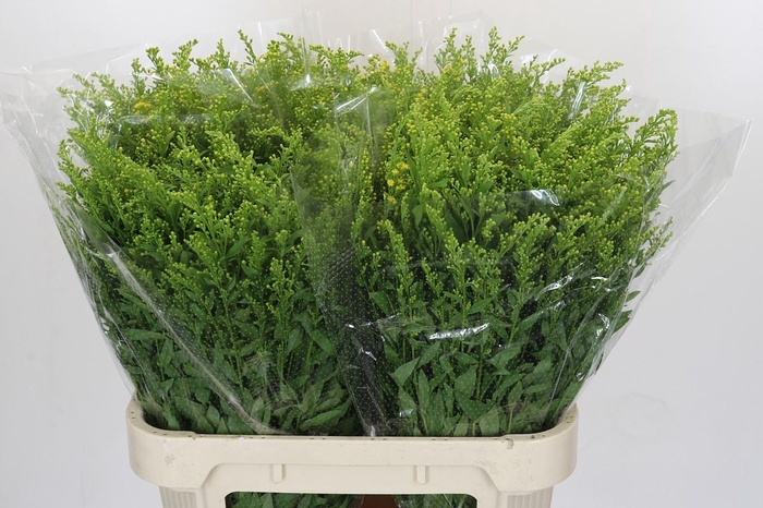 <h4>Solidago Golden Glory</h4>