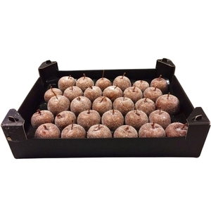 WAX APPEL H%