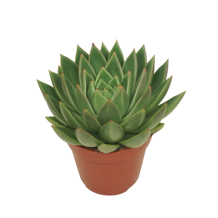 <h4>Echeveria agavoides 12 cm</h4>