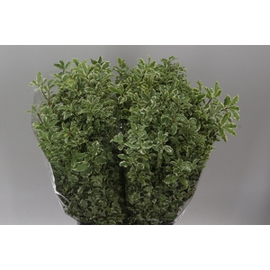 Pittosporum Fine Bont