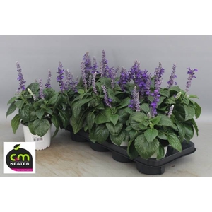 SALVIA MYS SPIRES BL