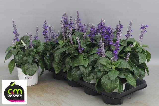 <h4>SALVIA MYS SPIRES BL</h4>
