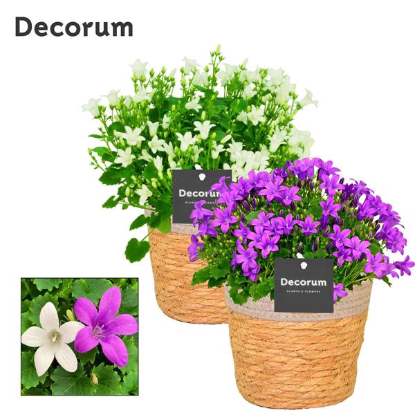 <h4>Campanula Porto Mix2 Decorum S. Basket</h4>