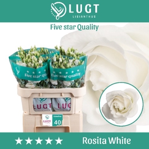 Lisianthus Rosita White