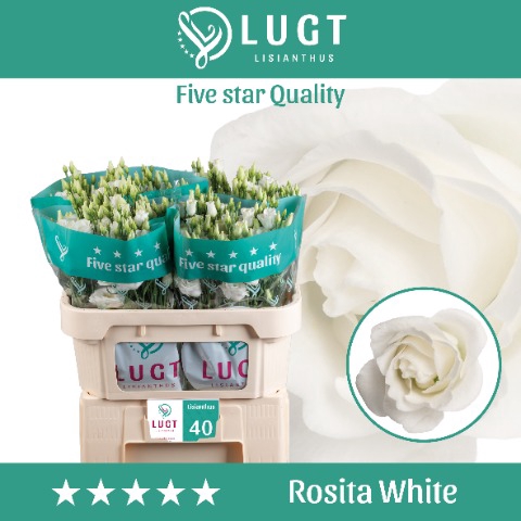 <h4>Lisianthus Rosita White</h4>