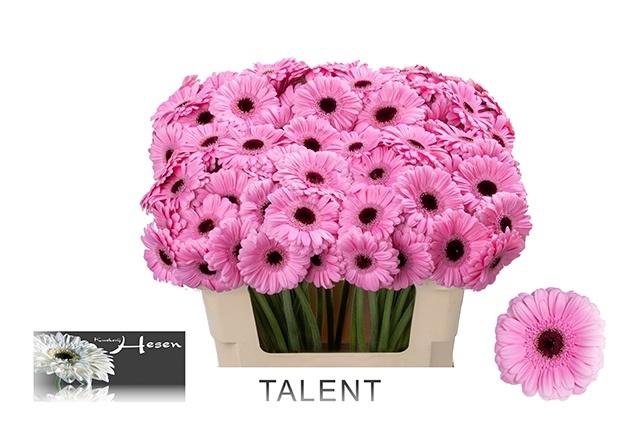 <h4>GE MI TALENT</h4>