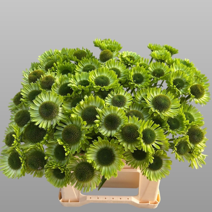 <h4>Echi Green Jewel</h4>