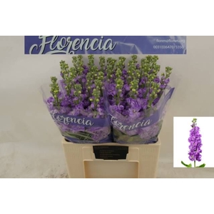 MATTH FIGARO LAVENDE
