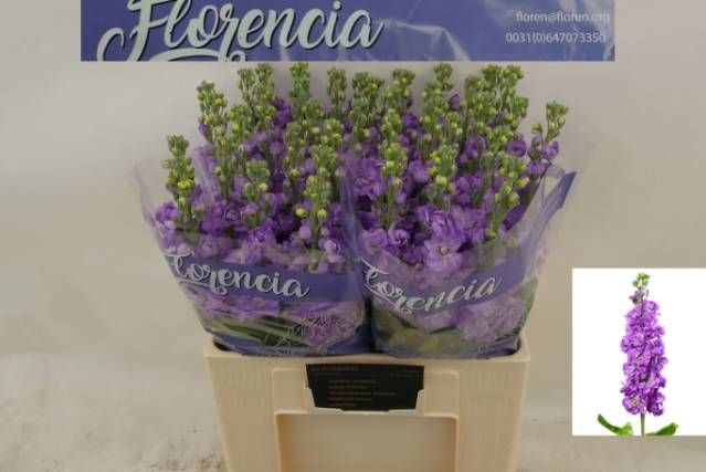 <h4>MATTH FIGARO LAVENDE</h4>