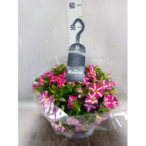 Petunia  'Surfinia'   ...