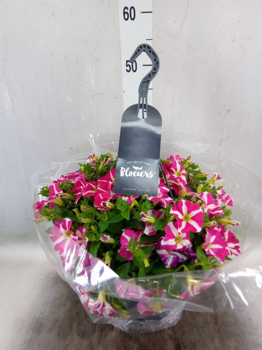 <h4>Petunia  'Surfinia'   ...</h4>
