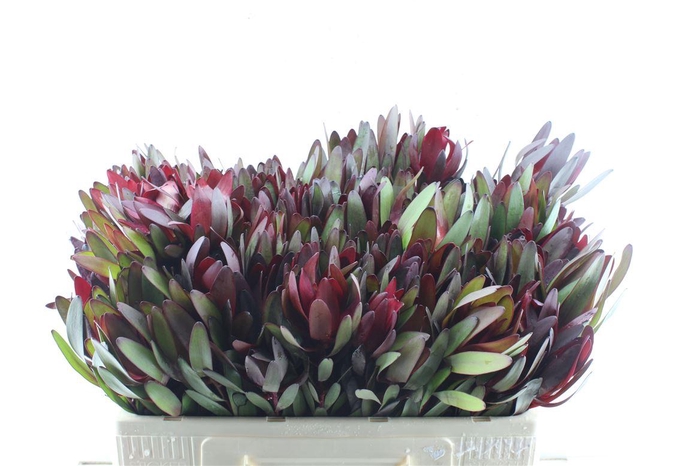 <h4>Leucad Saf Sunset</h4>