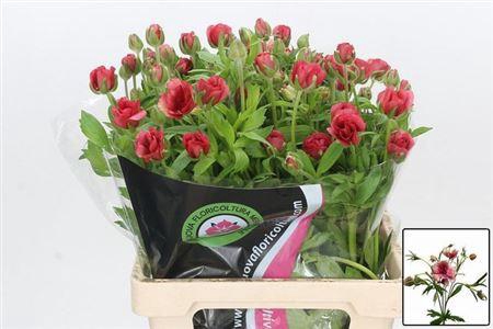 <h4>Ran Butterfly Musa</h4>