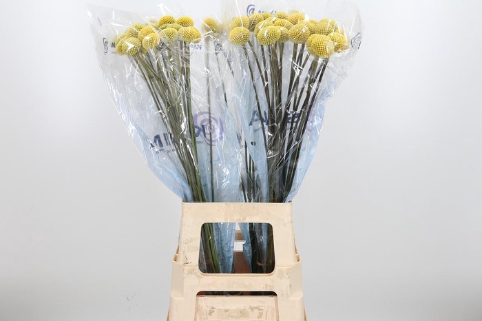 <h4>Craspedia Paint Pop</h4>