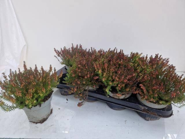 <h4>ERIC CA W LAD SARAH</h4>