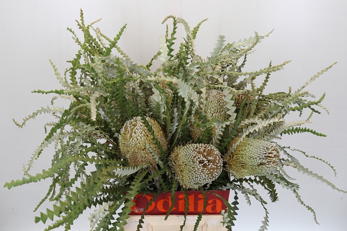 <h4>Banksia Speciosa</h4>