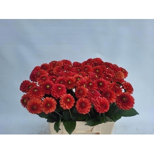 DAHL BALL ORANGE FOX