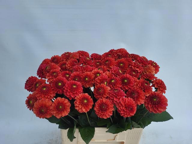 <h4>DAHL BALL ORANGE FOX</h4>