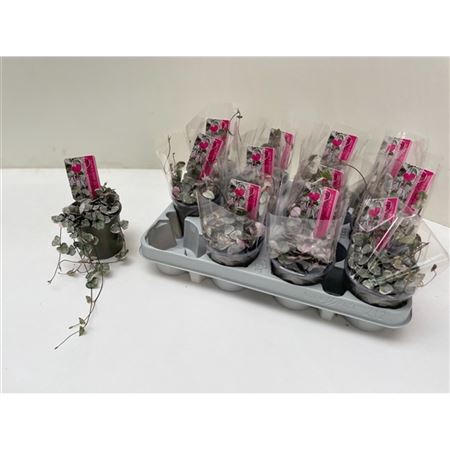 <h4>Ceropegia Variagata</h4>