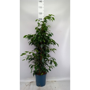 Ficus benja. 'Danielle'