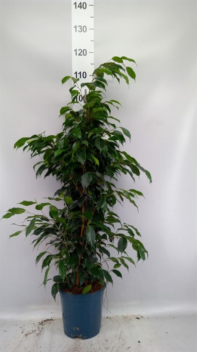 <h4>Ficus benja. 'Danielle'</h4>
