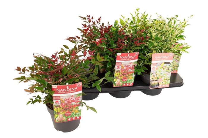 <h4>NAND DOMESTICA</h4>